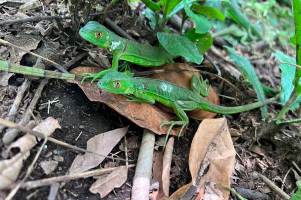 Fortalecen conservación de la biodiversidad con liberación de iguanas verdes en Chinandega