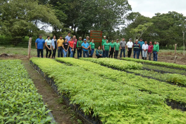 Campaña Verde, Que Te Quiero Verde impulsa nuevos viveros con más de 23 mil plantas