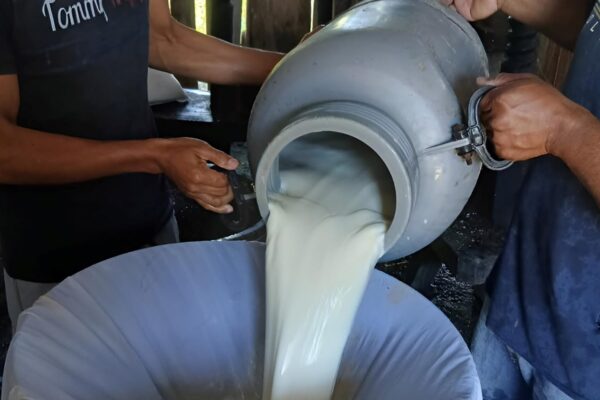 Nicaragua fortalece producción láctea con un acopio de 89.1 millones de galones