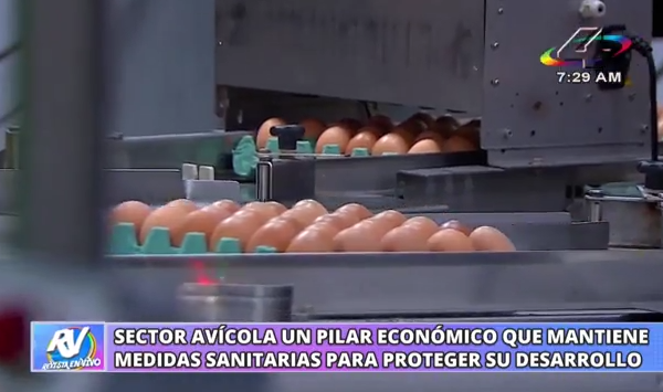 Producción avícola en Nicaragua fortalece la seguridad alimentaria y mantiene vigilancia ante la gripe aviar