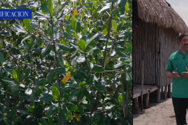 Conservación de los manglares en Nicaragua fortalece la protección ambiental y la lucha contra el cambio climático