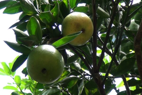 Naranja dulce se consolida como cultivo clave para el mercado nacional y la exportación