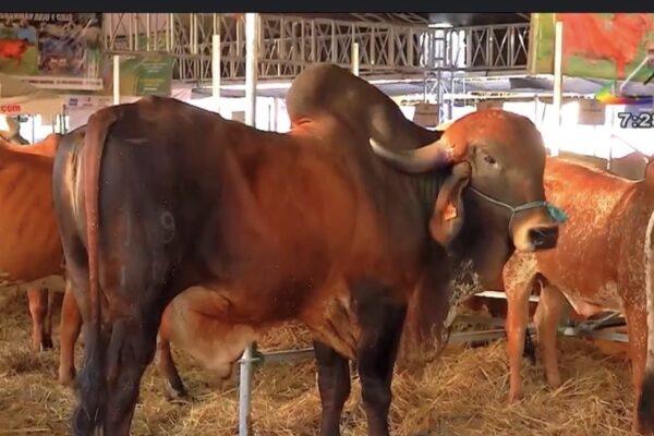Ganaderías nacionales y centroamericanas destacan en la Feria Ganadera Agostina 2026