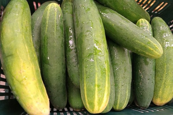 Producción de pepino alcanza 4.3 millones de unidades en septiembre 2026