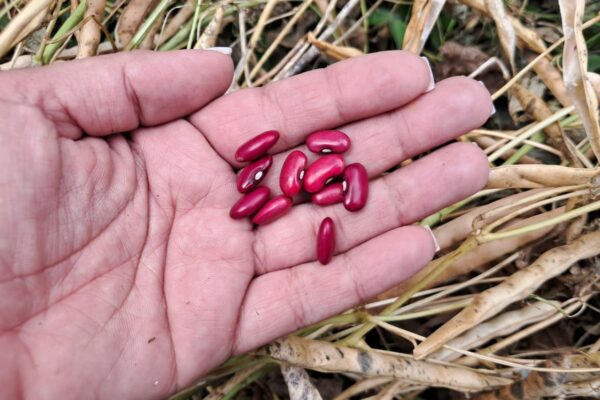 Avanza cosecha de frijol rojo en Nicaragua