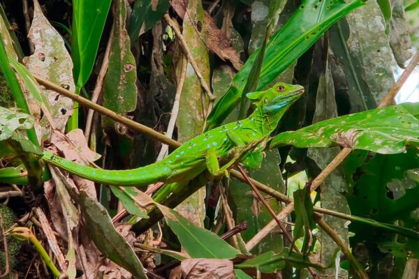 MARENA monitorea la biodiversidad del Refugio de Vida Silvestre Río San Juan