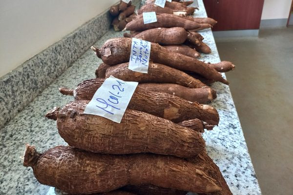 MAG presenta nueva variedad de yuca “Quelite” con rendimientos superiores a 240 quintales por manzana