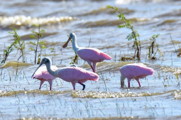Nicaragua identifica 247 especies de aves en el II Avistamiento y Conteo Nacional “Aves de Vida y Esperanza”