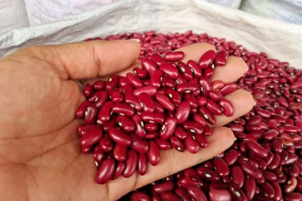 Nicaragua registra una cosecha de 617,300 quintales de frijol rojo en la época de Primera del ciclo agrícola 2026/2027