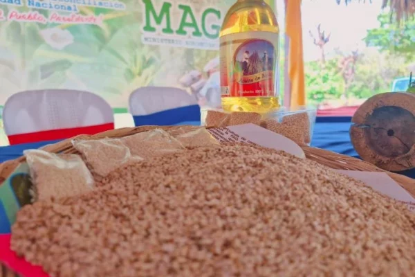 Nicaragua fortalece la producción de ajonjolí con nuevas tecnologías