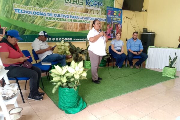 MAG impulsa innovación en el cultivo de arroz en Carazo