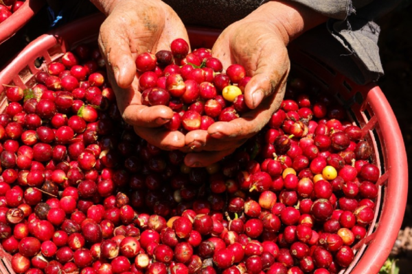 Nicaragua inicia Plan de Protección y Seguridad para la cosecha cafetalera 2026-2027