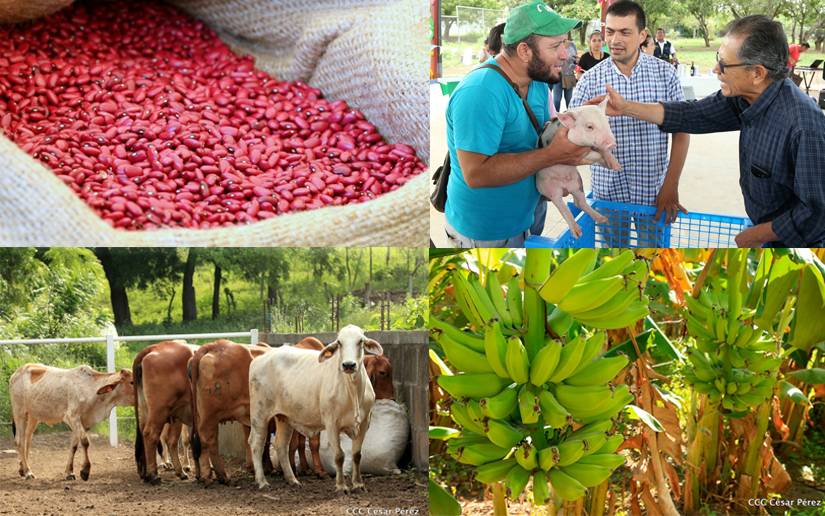 Nicaragua destaca el trabajo de productores para garantizar alimentos y exportaciones