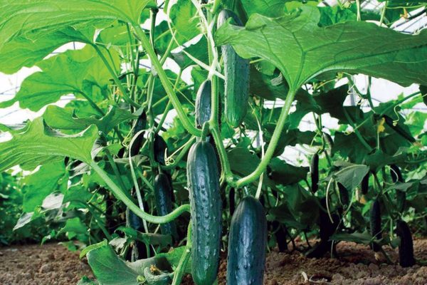 Producción de pepino alcanza los 2.3 millones de unidades en octubre de 2026