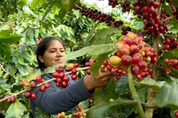 Nicaragua, el paradigma del café